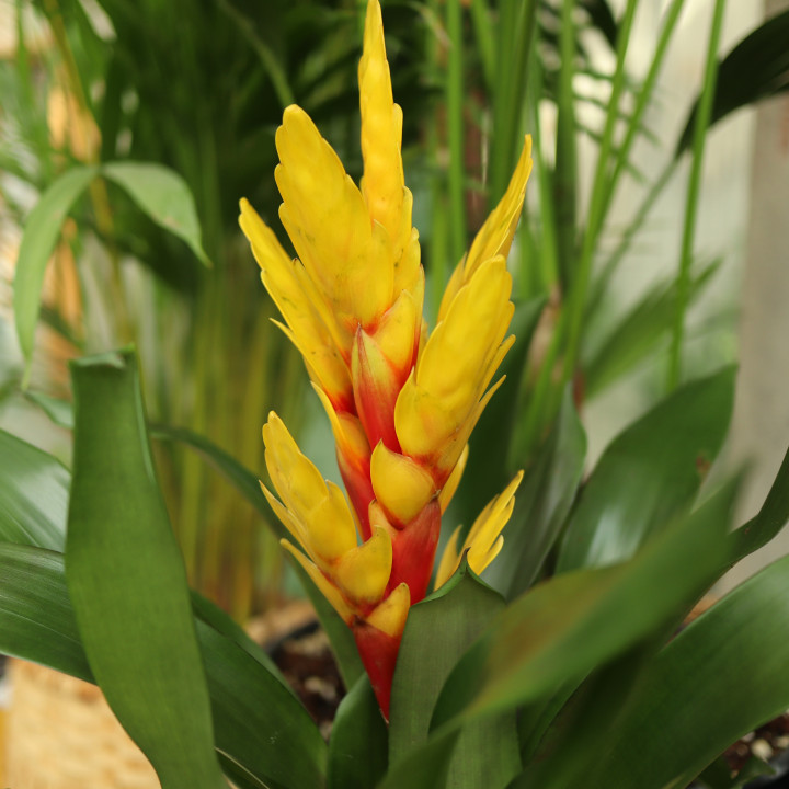 Frizea 'Intenso Yellow' | Tomaszewski