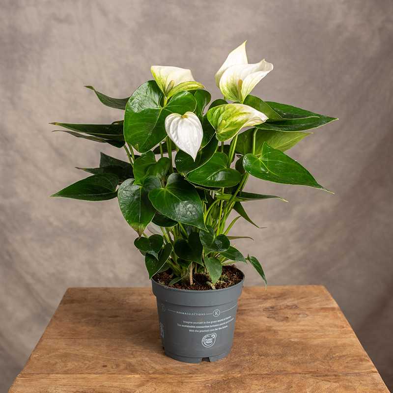 Anturium 'Karma White'