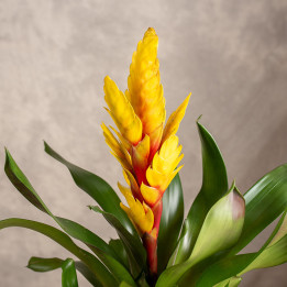Frizea 'Intenso Yellow' | Tomaszewski