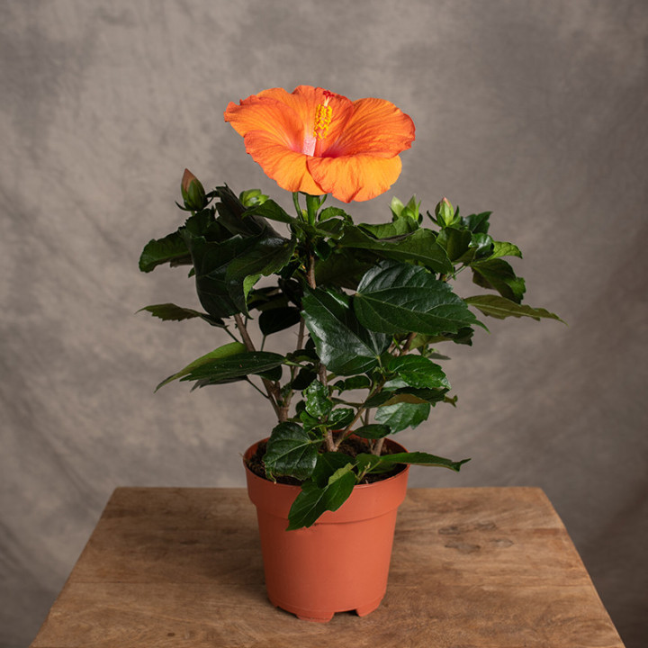 Hibiskus pomarańczowy | Tomaszewski