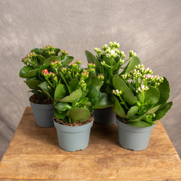 Kalanchoe Mix kolorów | Tomaszewski