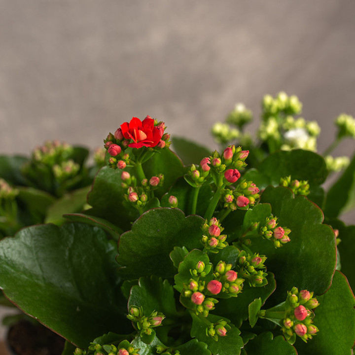 Kalanchoe Mix kolorów | Tomaszewski