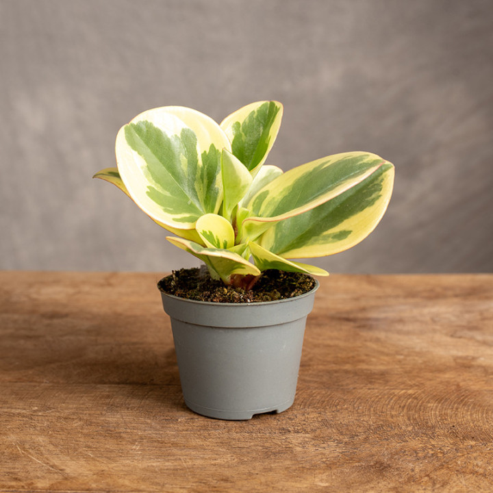 Peperomia obtusifolia 'Variegata' | Tomaszewski