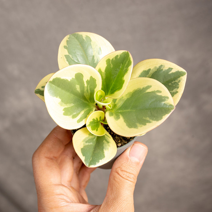 Peperomia obtusifolia 'Variegata' | Tomaszewski