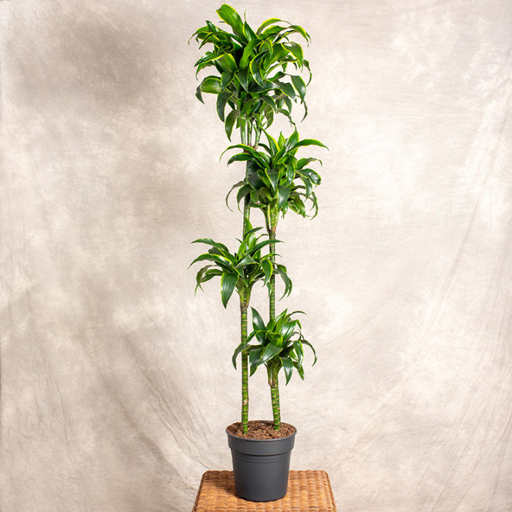 Dracena fragrans 'Dorado' 4 Pędy | Tomaszewski