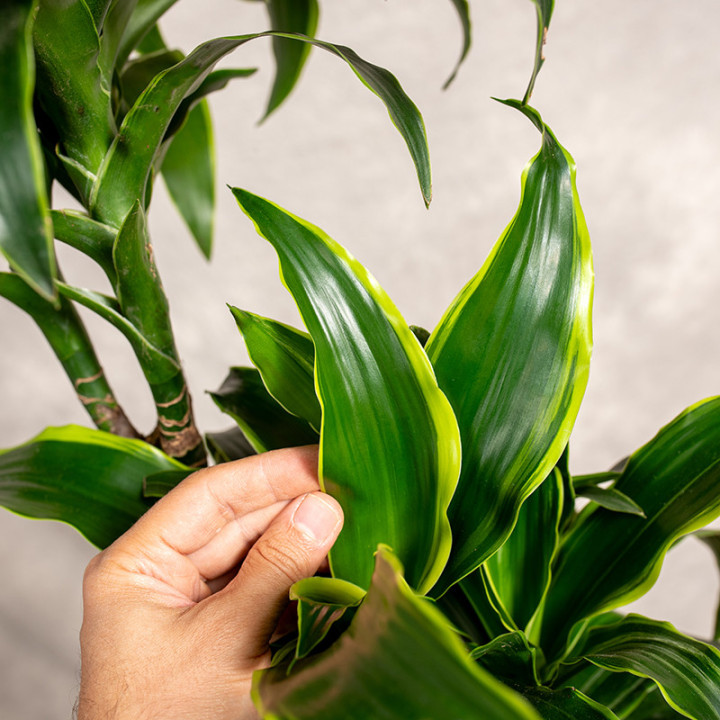 Dracena fragrans 'Dorado' 4 Pędy | Tomaszewski