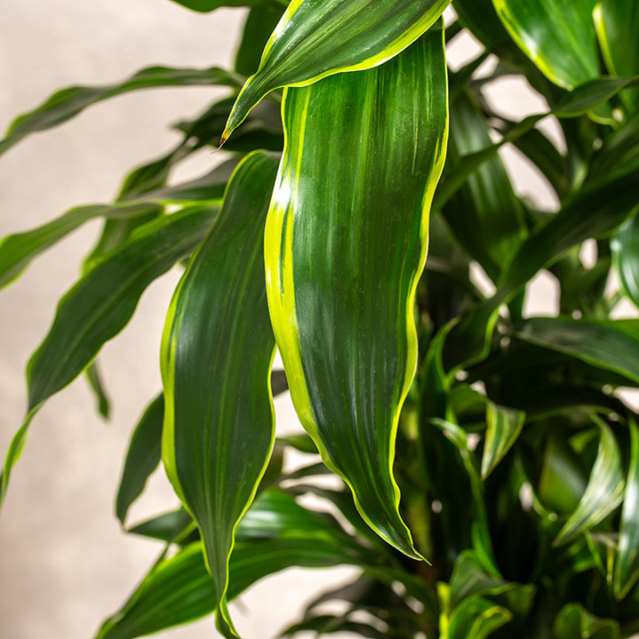Dracena 'Art' | Rozgałęziona