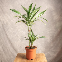 Dracena 'White Stripe' | Tomaszewski