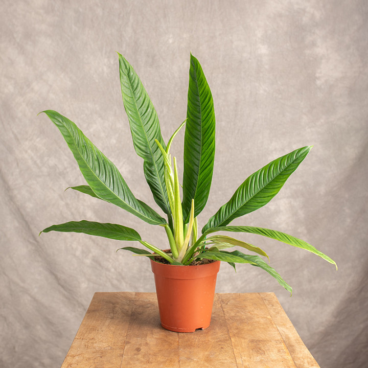 Filodendron campii 'Lynette' | Tomaszewski