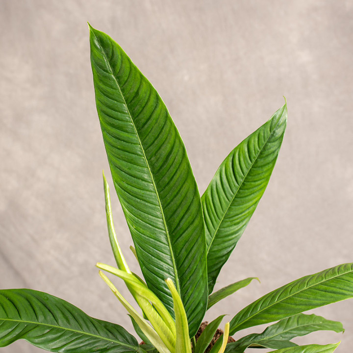 Filodendron campii 'Lynette' | Tomaszewski