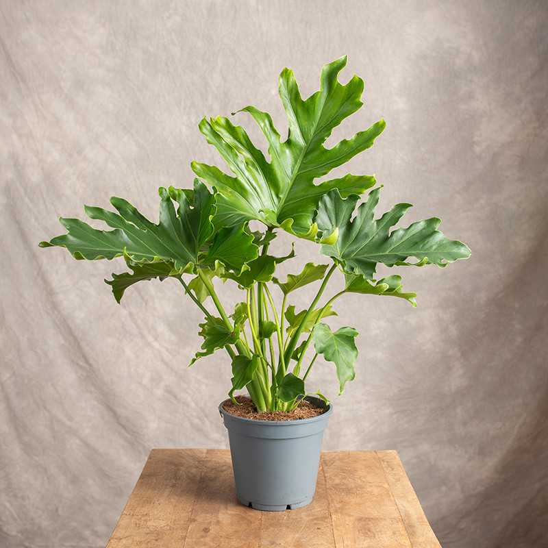 Filodendron 'Little Hope'