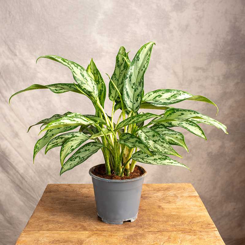 Aglaonema 'Silver Queen' |...