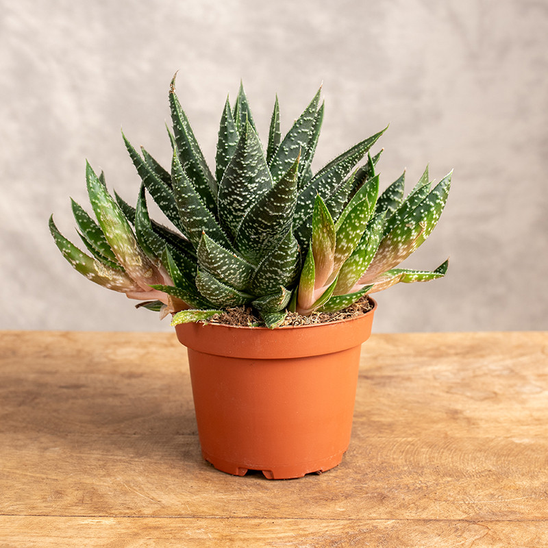 Gasteria 'Apollo'