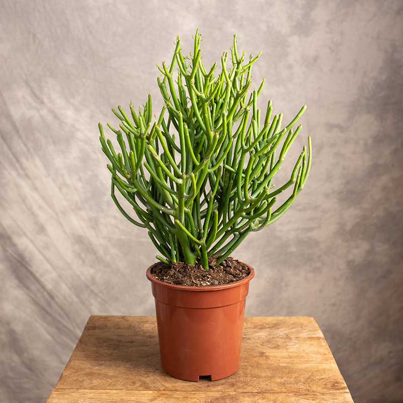 Wilczomlecz palczasty | Duży