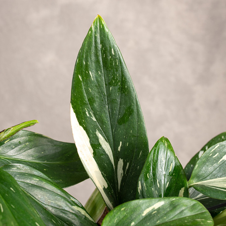 Filodendron 'Cobra' | Tomaszewski