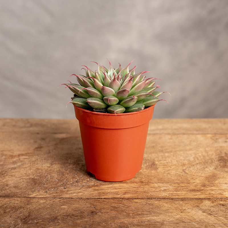 Graptopetalum filiferum