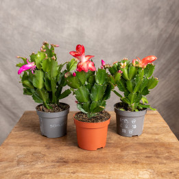 Kaktus bożonarodzeniowy | Szlumbergera | Schlumbergera