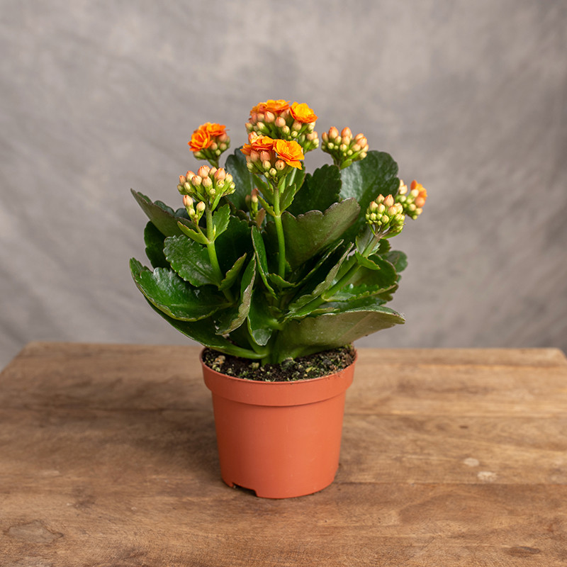 Kalanchoe pomarańczowe | Mini