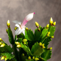 Kaktus bożonarodzeniowy | Szlumbergera | Schlumbergera