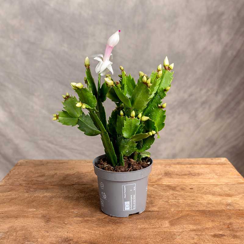 Szlumbergera biała | Mała