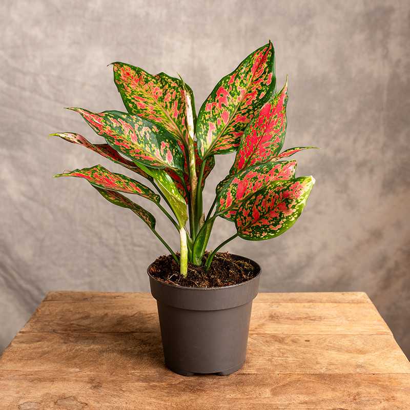 Aglonema 'Strawberry Baby'...
