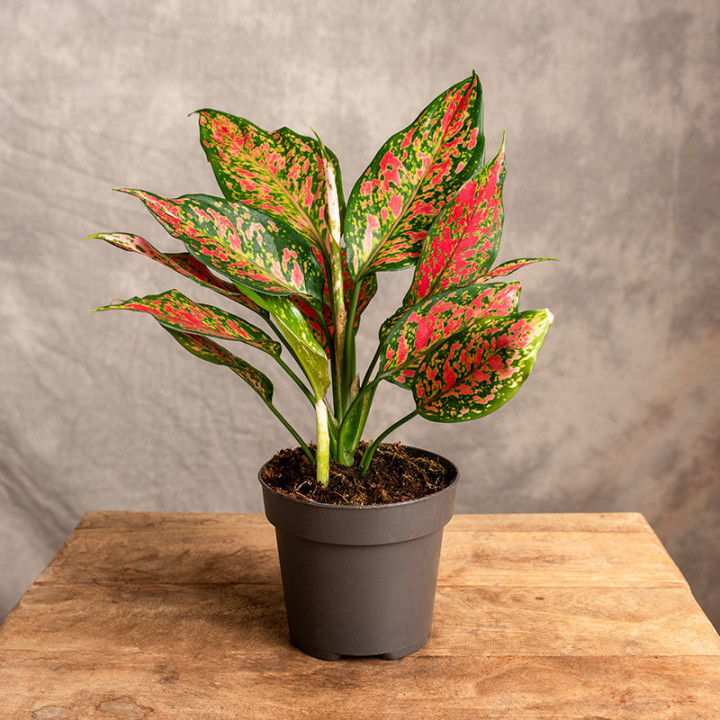 Aglonema 'Strawberry Baby' | Tomaszewski