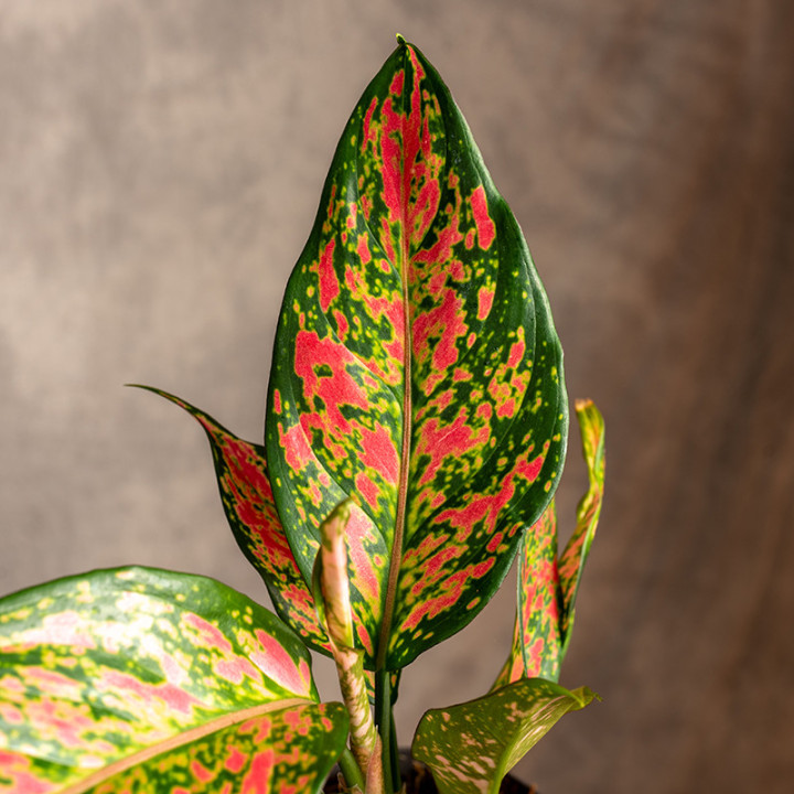 Aglonema 'Strawberry Baby' | Tomaszewski
