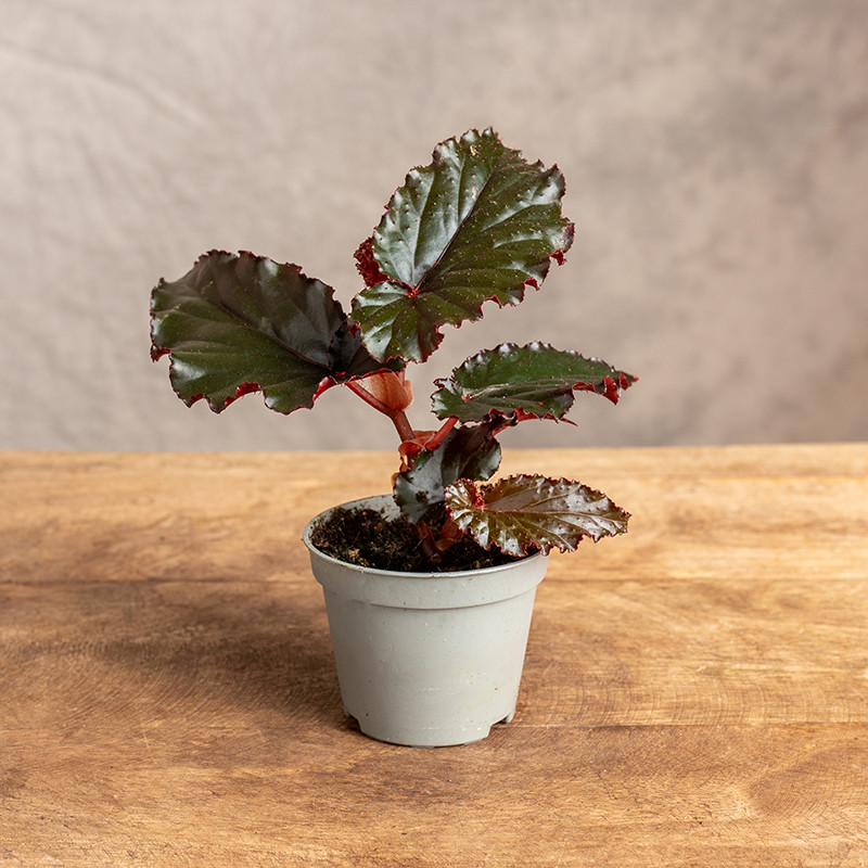 Begonia 'Black Magic' | Mini