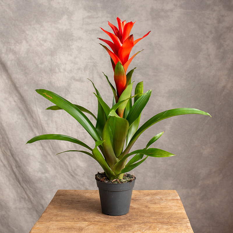 Guzmania 'Suerte Orange'