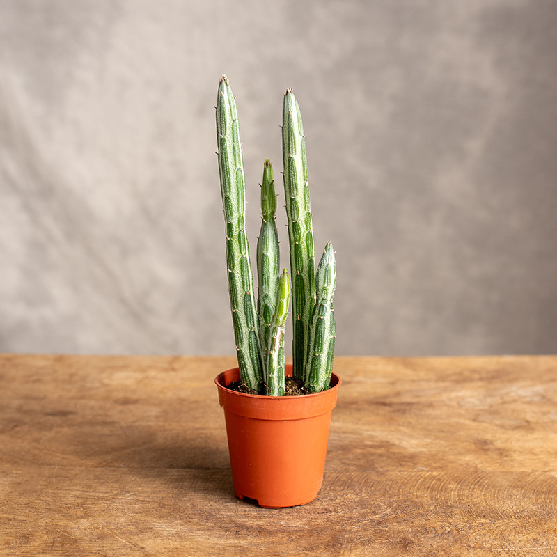 Senecio stapeliiformis...