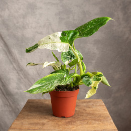 Filodendron 'Jose Buono' | Tomaszewski