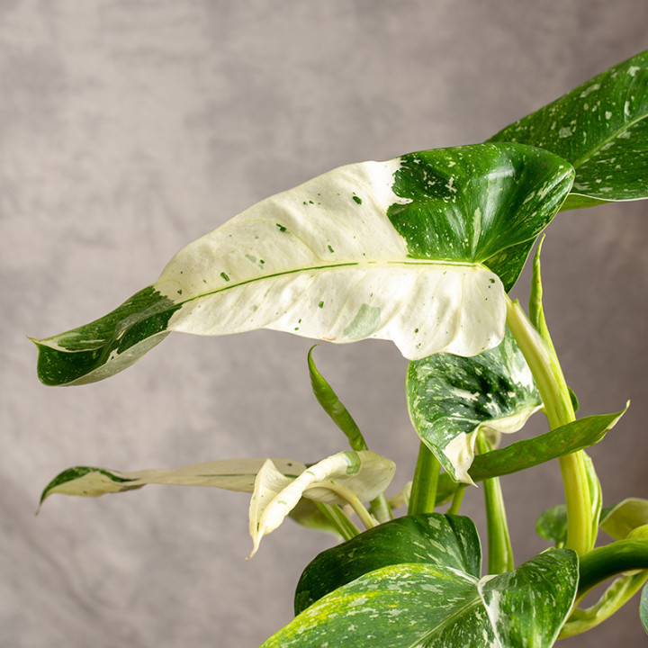 Filodendron 'Jose Buono' | Tomaszewski