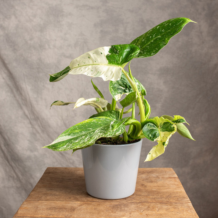 Filodendron 'Jose Buono' | Tomaszewski