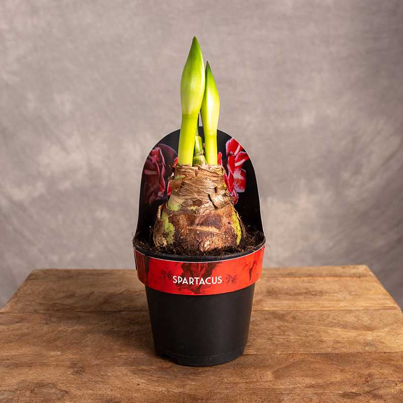 Amaryllis 'Spartacus'