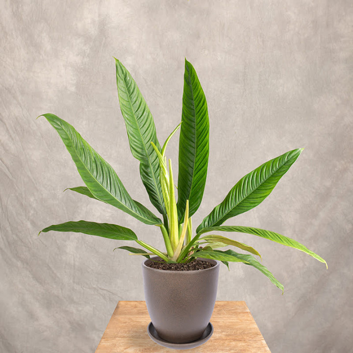 Filodendron campii 'Lynette' | Tomaszewski