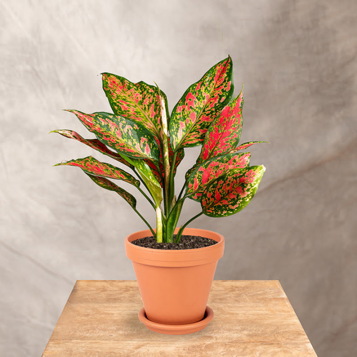 Aglonema 'Strawberry Baby' | Tomaszewski
