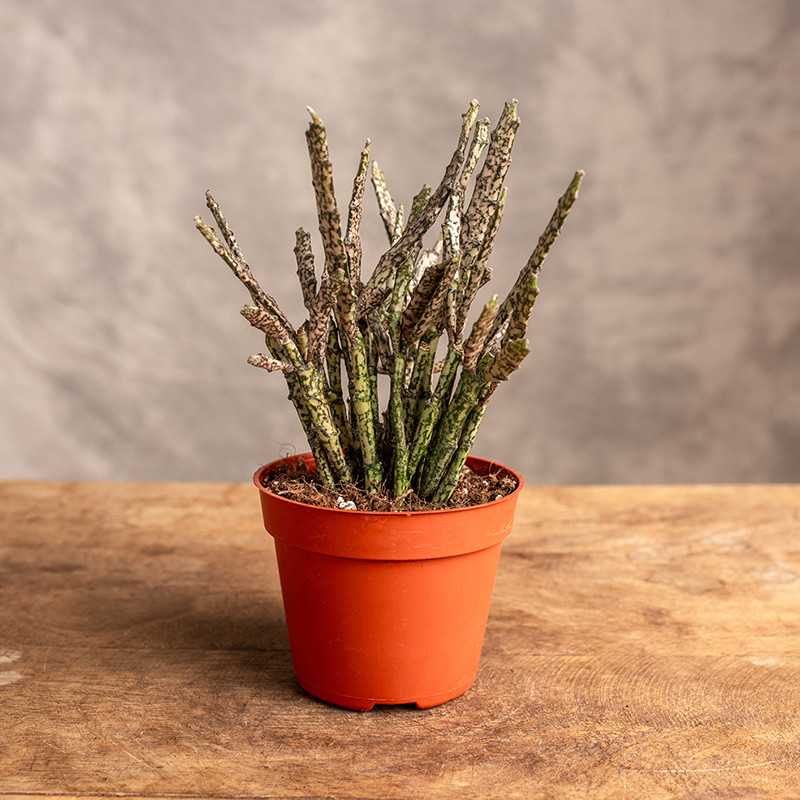 Euphorbia platyclada | Mała