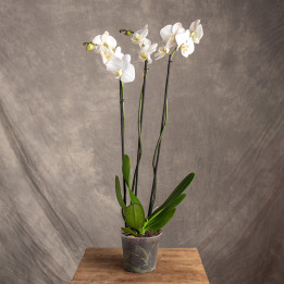 Storczyk duży | Biały | Phalaenopsis