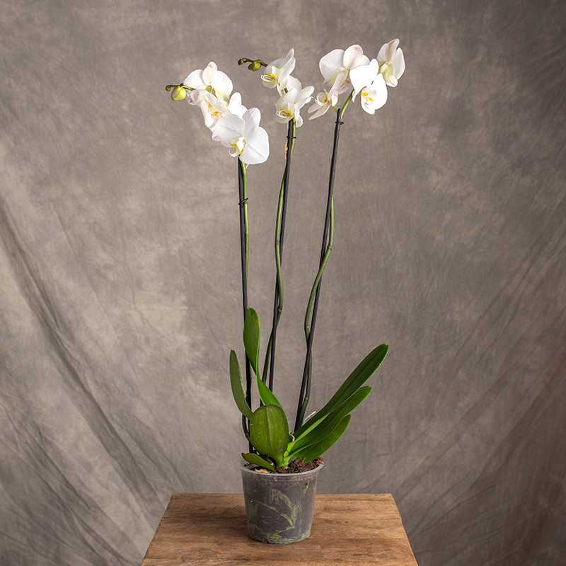 Storczyk biały 3-pędowy | Duży