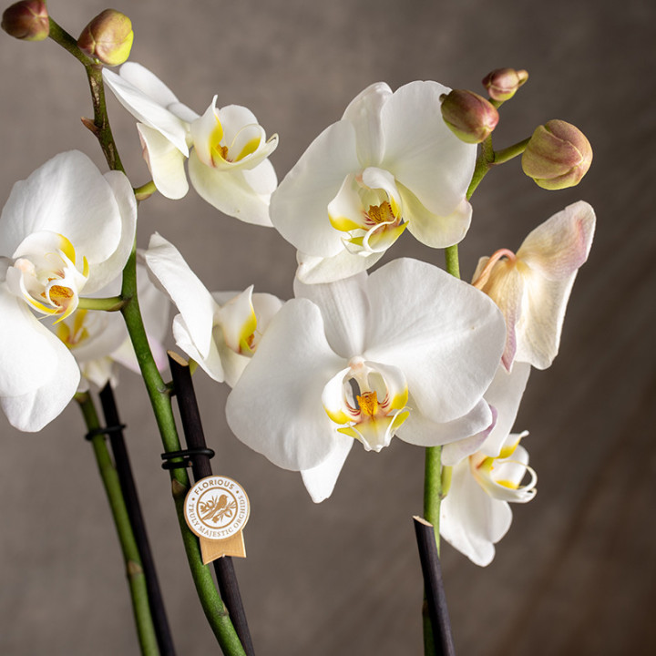 Storczyk duży | Biały | Phalaenopsis