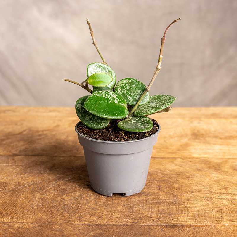 Hoja 'Mathilde Splash'