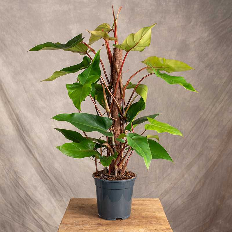 Filodendron 'Red Emerald' |...
