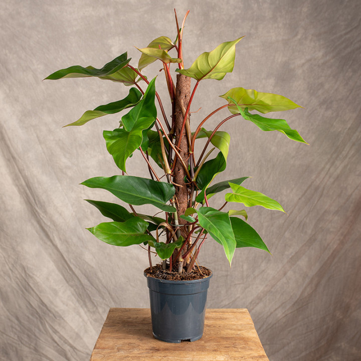 Filodendron 'Red Emerald' | Tomaszewski