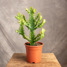Euphorbia Mayurnathanii 'Variegata' | Tomaszewski