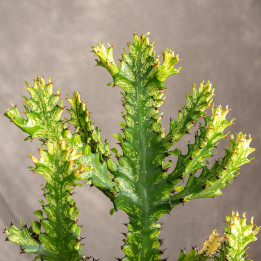 Euphorbia Mayurnathanii 'Variegata' | Tomaszewski