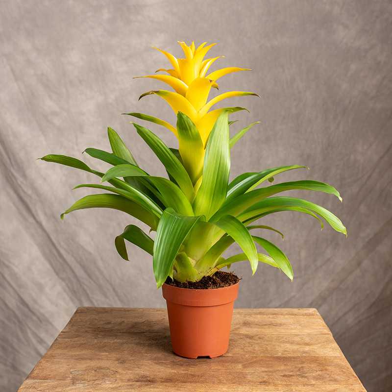 Guzmania 'Diana'