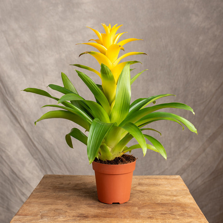 Guzmania 'Diana' | Tomaszewski