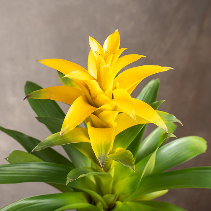 Guzmania 'Diana' | Tomaszewski