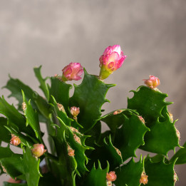 Kaktus bożonarodzeniowy | Szlumbergera | Schlumbergera
