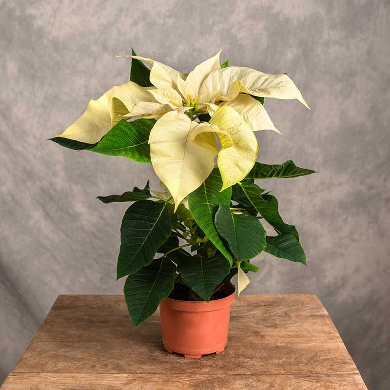 Poinsecja 'Allegra White'